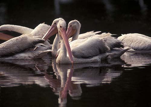 N6 - White Pelicans