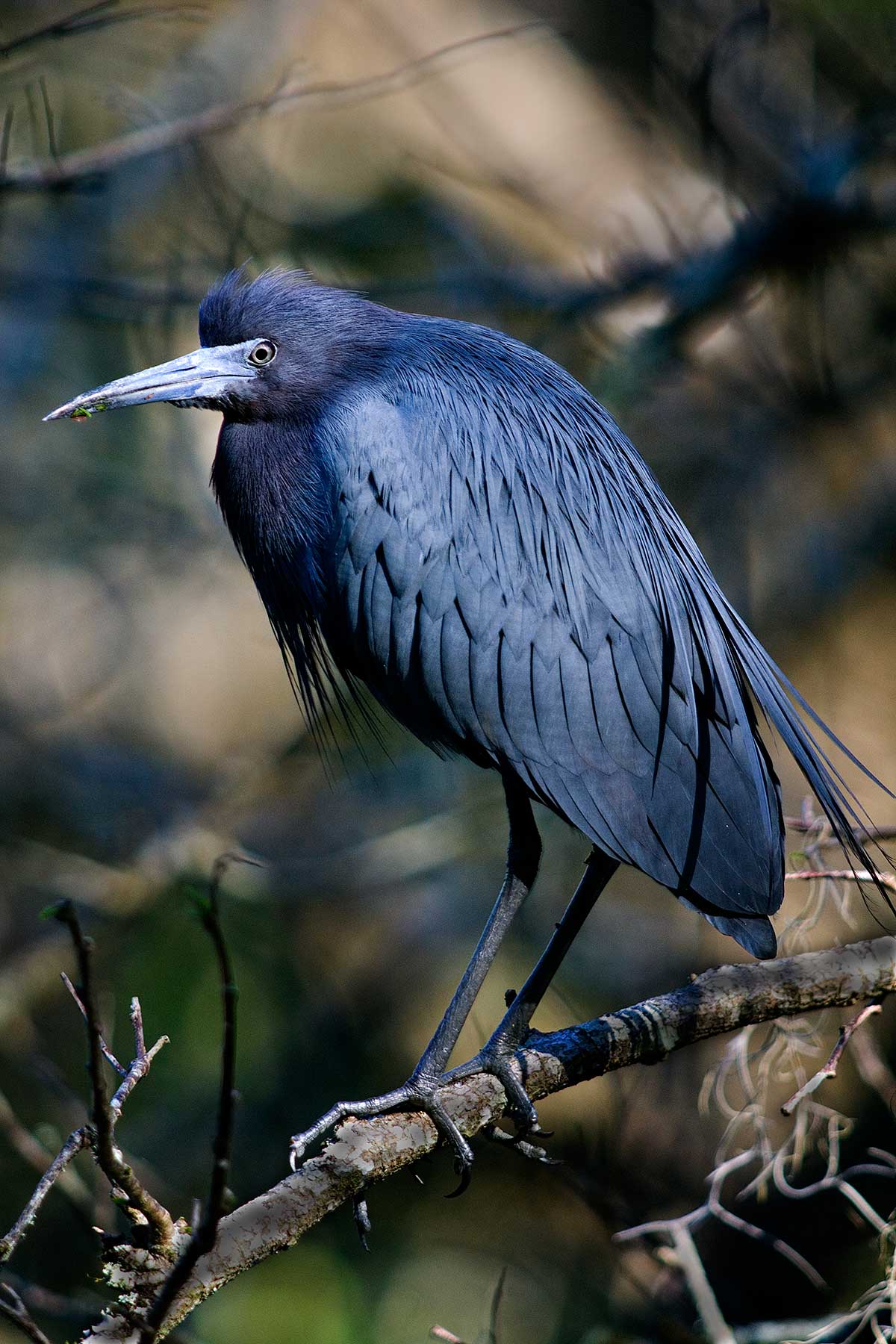 3751 Little-Blue Heron Corkscrew Swamp Sanctuary FL