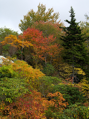 Autumn_Color_Blue_Ridge_Parkway_NC