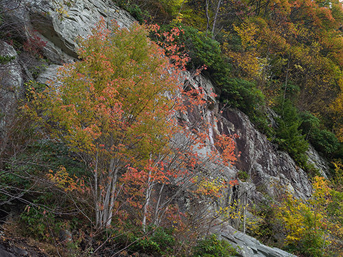 Autumn_Color_Blue_Ridge_Parkway_NC