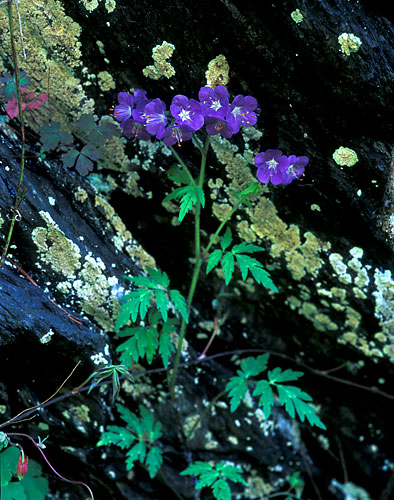 EW3 - Purple Phacelia-Great Smoky Mountains