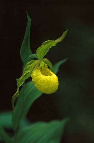 EW6 - Yellow Lady Slipper Orchid-Red River Gorge, Kentucky