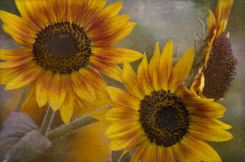 Sunflowers Loveland, OH