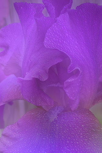 Purple Bearded Lily