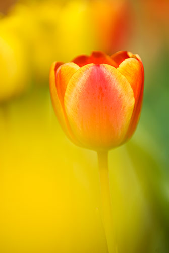 FLOWER7 Tulip