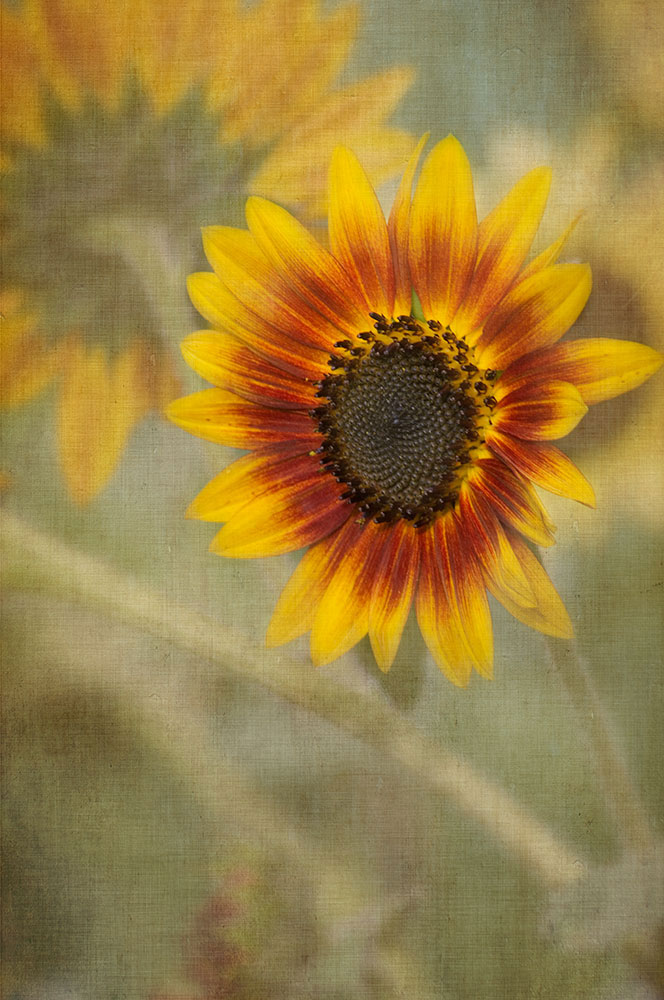 1741 Sunflower Loveland OH