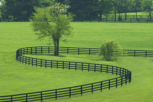 Bluegrass Pasture