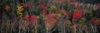 MNXP1 Fall Foliage - White Mountains, New Hampshire