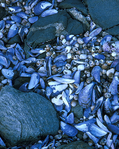 M4 - Blue Mussels & Periwinkles-Clark's Island, Maine