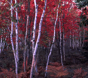 MF03-3 Birch and Maple Trees - Acadia National Park