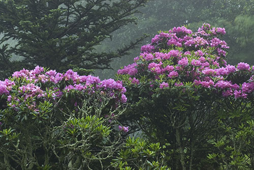 Catawba Rhododendron 1