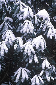 GSM2-3 Snow Scene, Great Smoky Mountains