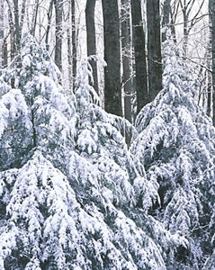 GSM2-7 Snow Scene, Great Smoky Mountains