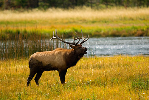 MAM1 Bull Elk 1- Yellowstone