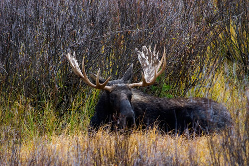  MAM10 Bull Moose - Yellowstone