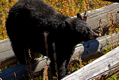 MAM3 Black Bear - Yellowstone