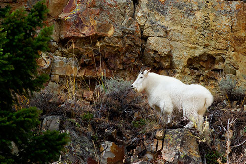 MAM4 Mountain Goat - Yellowstone