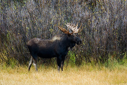 MAM5 Bull Moose - Grand Teton
