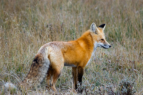 MAM6 Red Fox 1 - Yellowstone