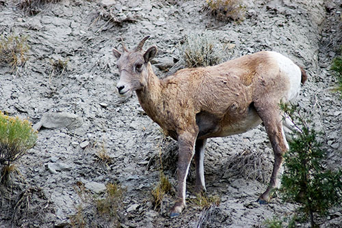 MAM8 Rocky Mountain Sheep - Yellowstone